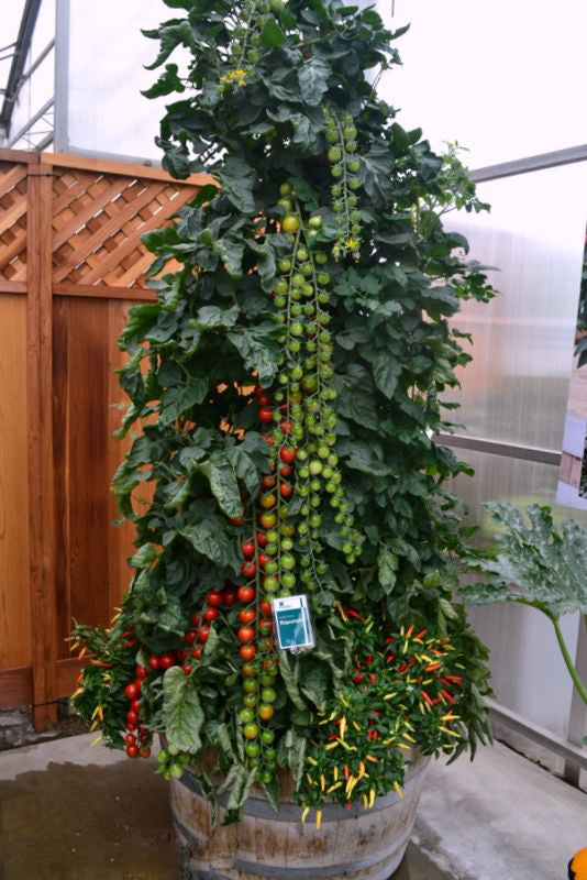 Rapunzel Tomato Seeds for Planting - Heirloom, Non-GMO, High Germination, Organic Garden Seeds