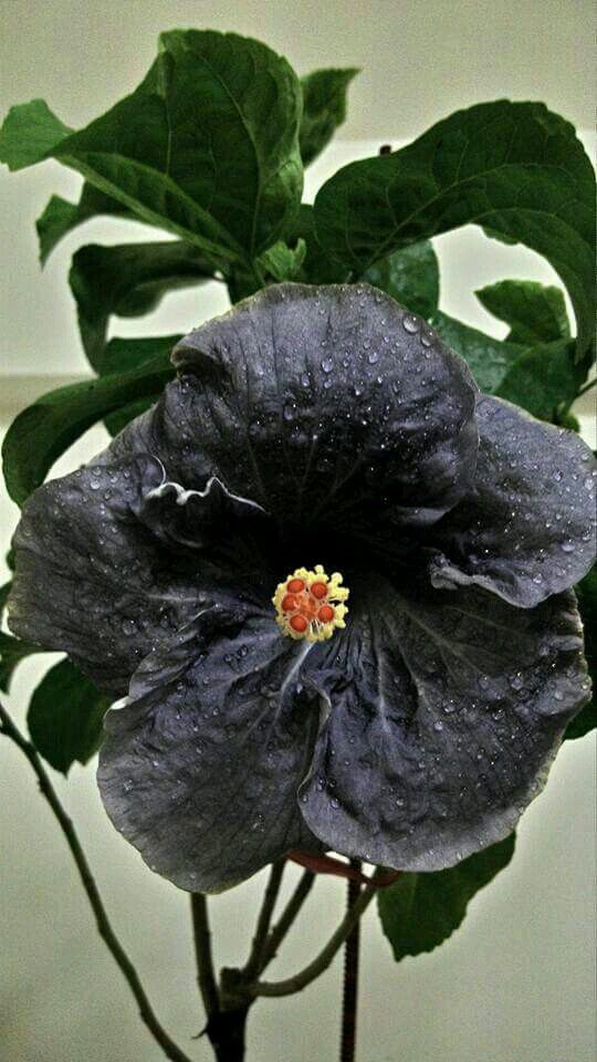 Black Hibiscus Flower Seeds for Planting – Heirloom Non-GMO High Germination Seeds
