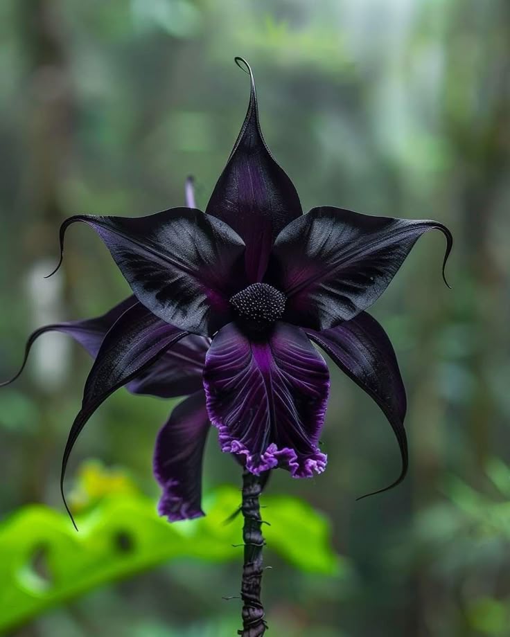 Orchid Flower Seeds Black for Planting – Heirloom Non-GMO High Germination Organic Seeds