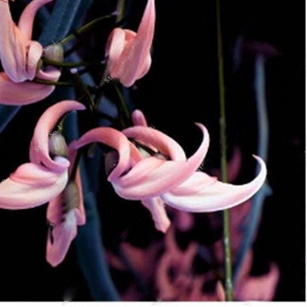 Semillas de flores Strongylodon rosadas – Variedad tradicional, sin OGM, semillas orgánicas de jardín de alta germinación