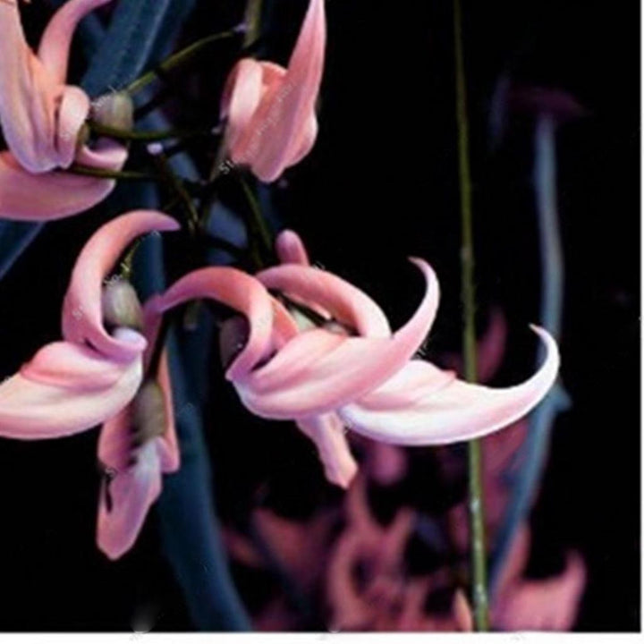 Semillas de flores Strongylodon rosadas – Variedad tradicional, sin OGM, semillas orgánicas de jardín de alta germinación