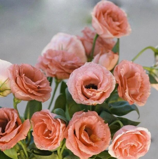 Lisianthus Flower Seeds Orange – Heirloom, Non-GMO, High Germination Seeds