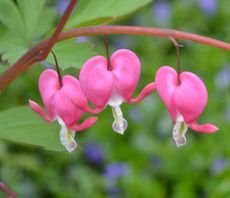 Dicentra Flower Seeds Pink – Heirloom Non-GMO High Germination Garden Seeds