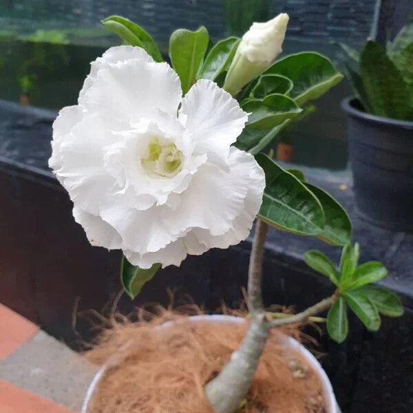 Adenium Obesum White Flower Seeds for Planting – Heirloom Non-GMO High Germination Organic Garden Seeds