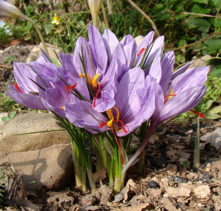 Crocus Flower Seeds – Heirloom Non-GMO High Germination Organic Seeds