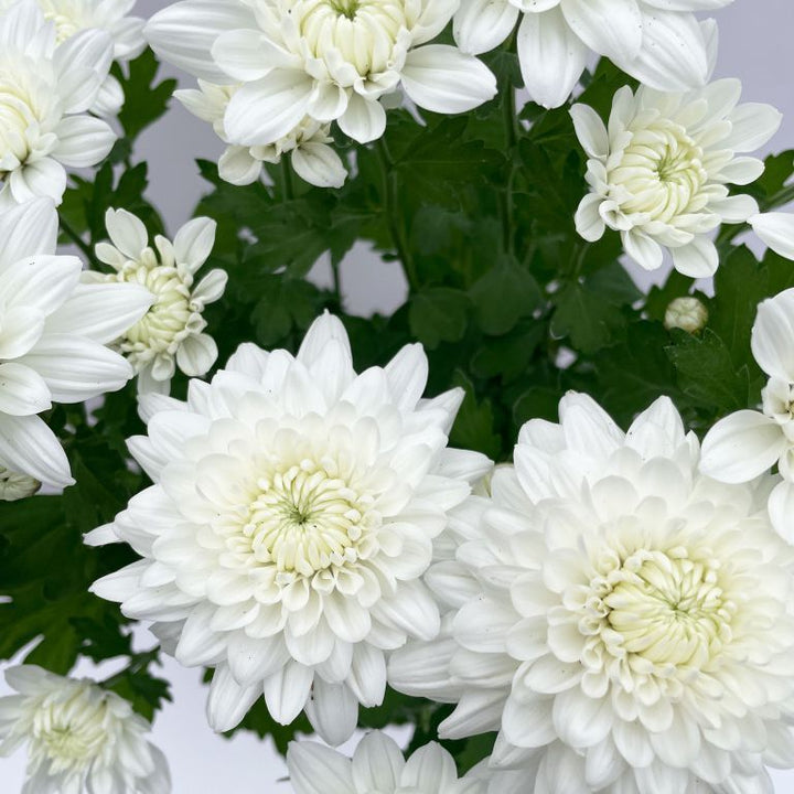 Semillas de Crisantemo Blanco para Sembrar – Semillas Heirloom No Modificadas Genéticamente de Alta Germinación