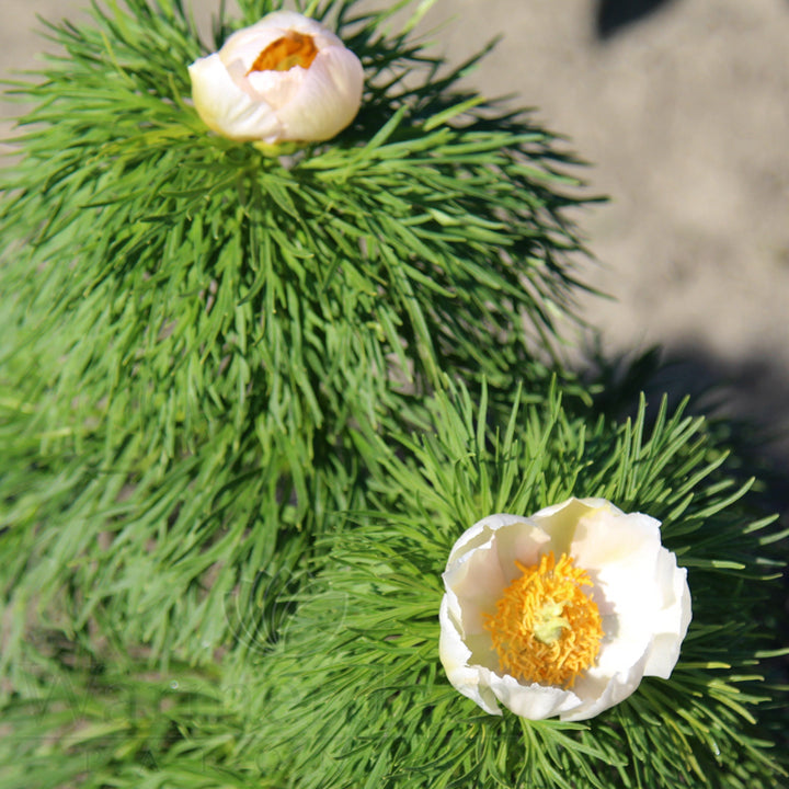 Weiße Paeonia Tenuifolia Blumensamen – Alte Sorte, gentechnikfrei, hohe Keimrate, Bio-Gartensamen