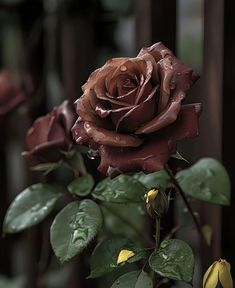 Brown Rose Flower Seeds For Planting – Heirloom, Non-GMO, High Germination Organic Garden Seeds
