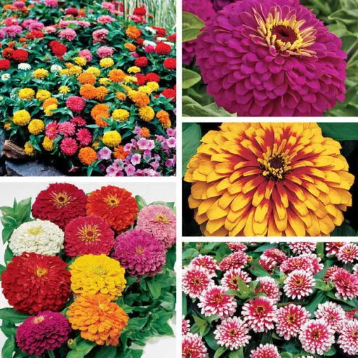 top zinnia flower seeds