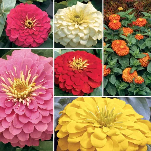 magellan zinnia flower seeds