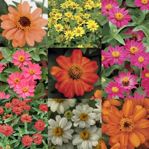 profusion single flower seeds
