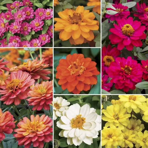 profusion double flower seeds
