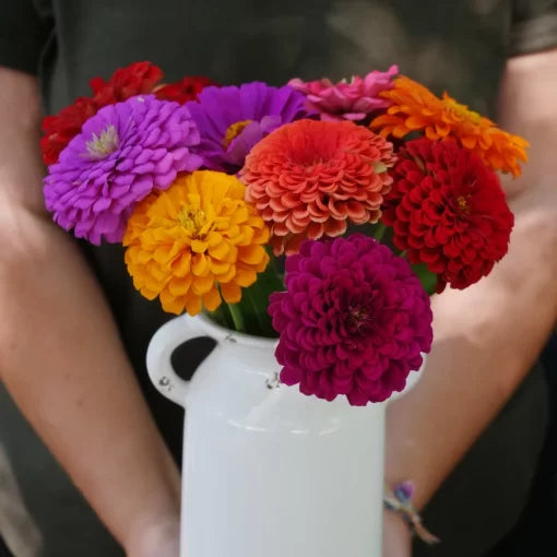 zinnia collection flower seeds