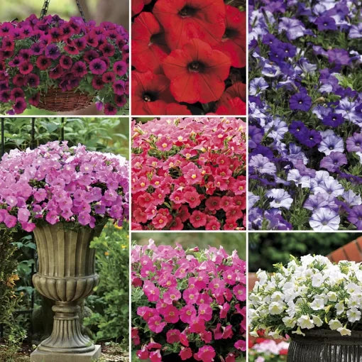 shock wave flower seeds