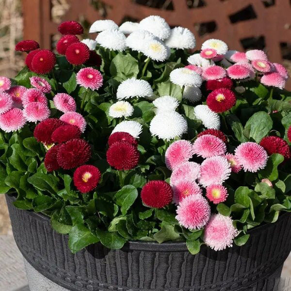 Mixed Bellis Perennis Tasso Flower Seeds – Heirloom, Non-GMO, High Germination Seeds