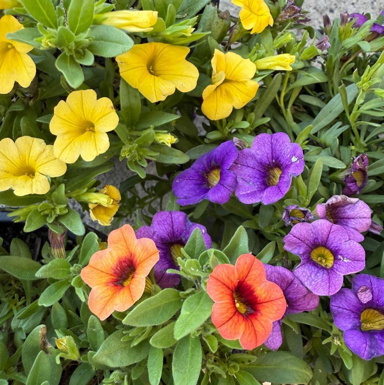 Calibrachoa Flower Seeds Mixed – Heirloom, Non-GMO, High Germination Seeds