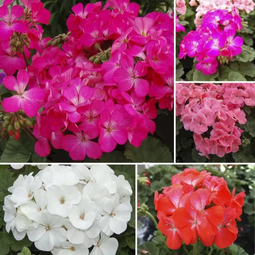 nano geranium flower seeds