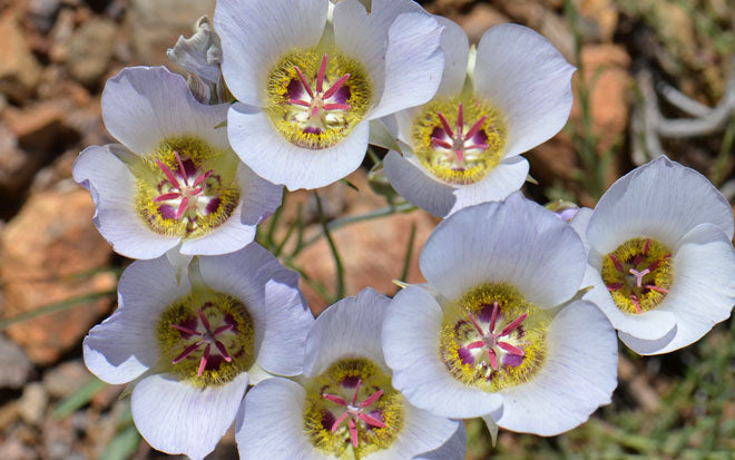 White Calochortus Flower Seeds – Heirloom, Non-GMO, High Germination Seeds for Planting