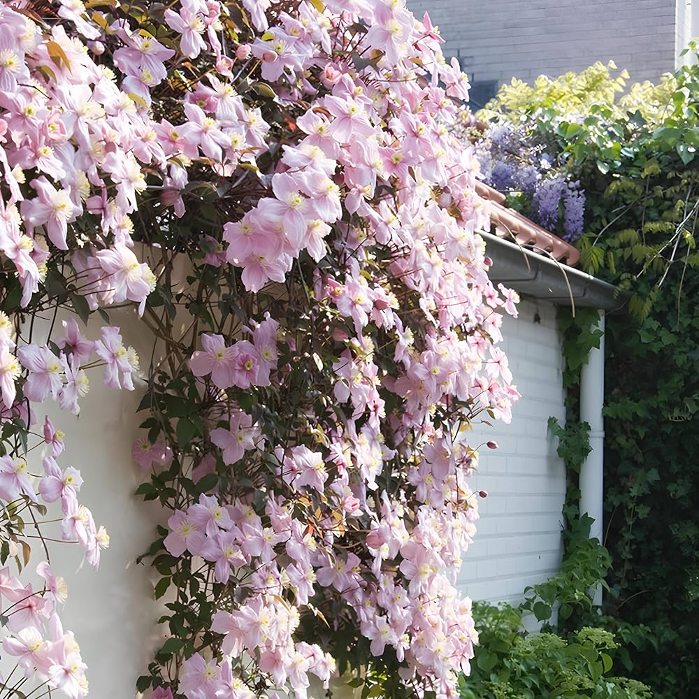 Pink Climbing Clematis Flowers Seeds for Planting – Heirloom Non-GMO High Germination