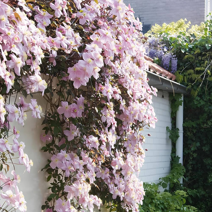 Pink Climbing Clematis Flowers Seeds for Planting – Heirloom Non-GMO High Germination