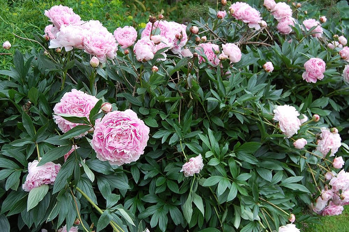 Pink Paeonia Flower Seeds – Heirloom, Non-GMO, High Germination Seeds