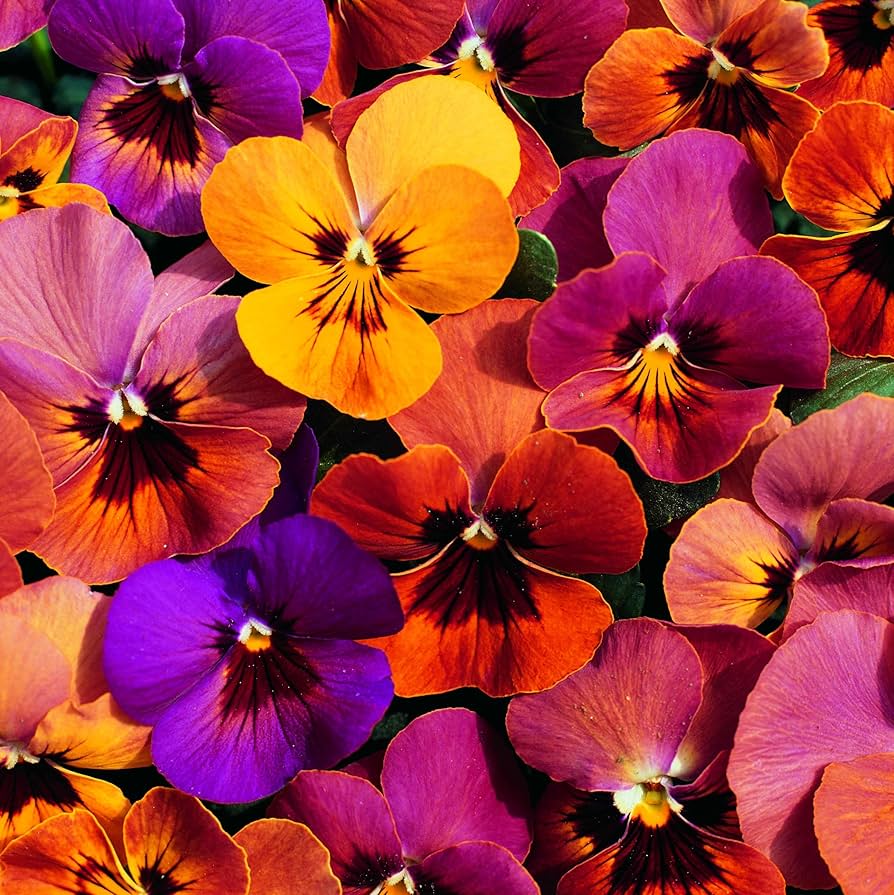 pansy viola flower seeds