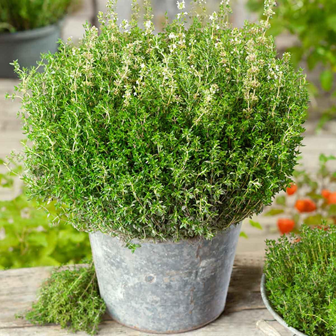German Winter Thyme Herb Seeds for Planting