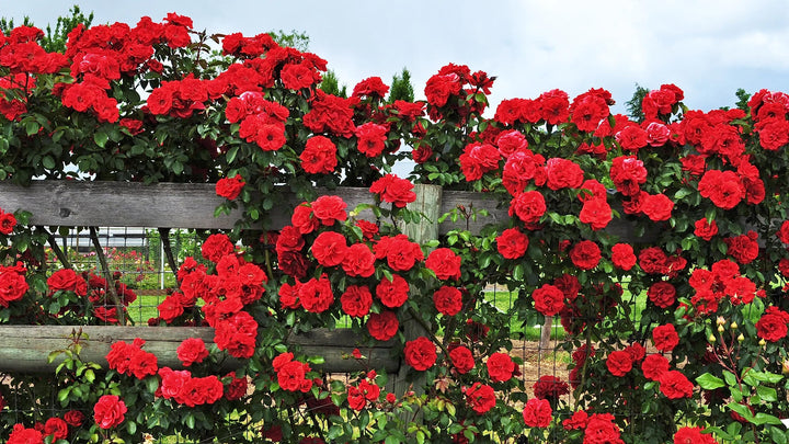 Red Climbing Rose Flower Seeds for Planting – Heirloom Non-GMO High Germination Seeds