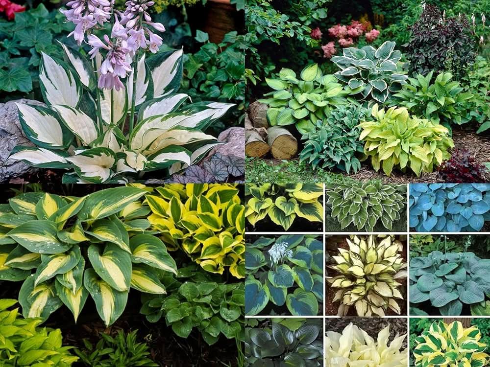 hosta white lace plantain