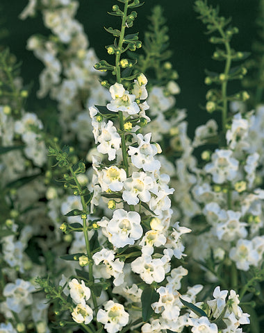Semillas de flores Angelonia Blancas para siembra – Semillas orgánicas de alta germinación, no transgénicas, de polinización abierta