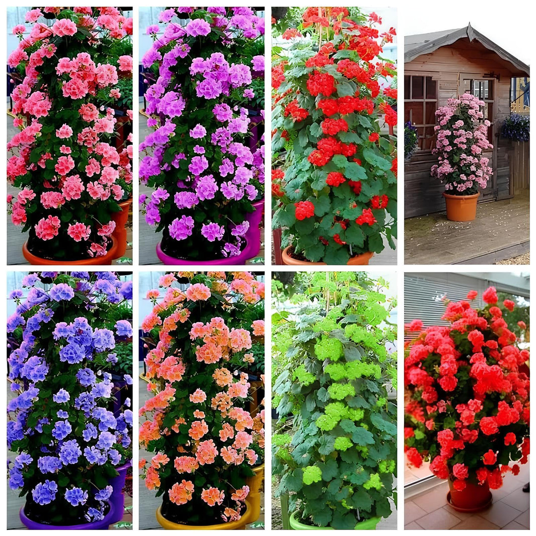 Mixed Climbing Geranium Flower Seeds – Heirloom, Non-GMO, High Germination Seeds