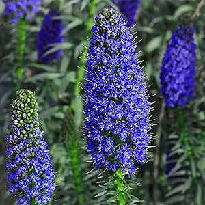 echium fastuosum flower seeds