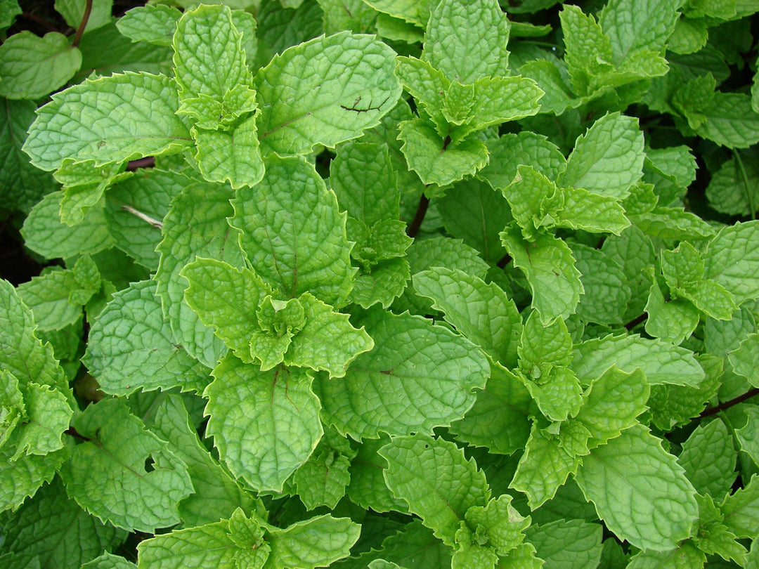 Spearmint Mentha herb seeds