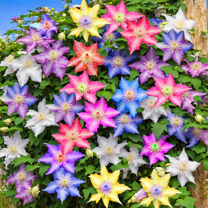 Clematis Flower Seeds Mixed for Planting – Heirloom Non-GMO High Germination Organic Garden Seeds