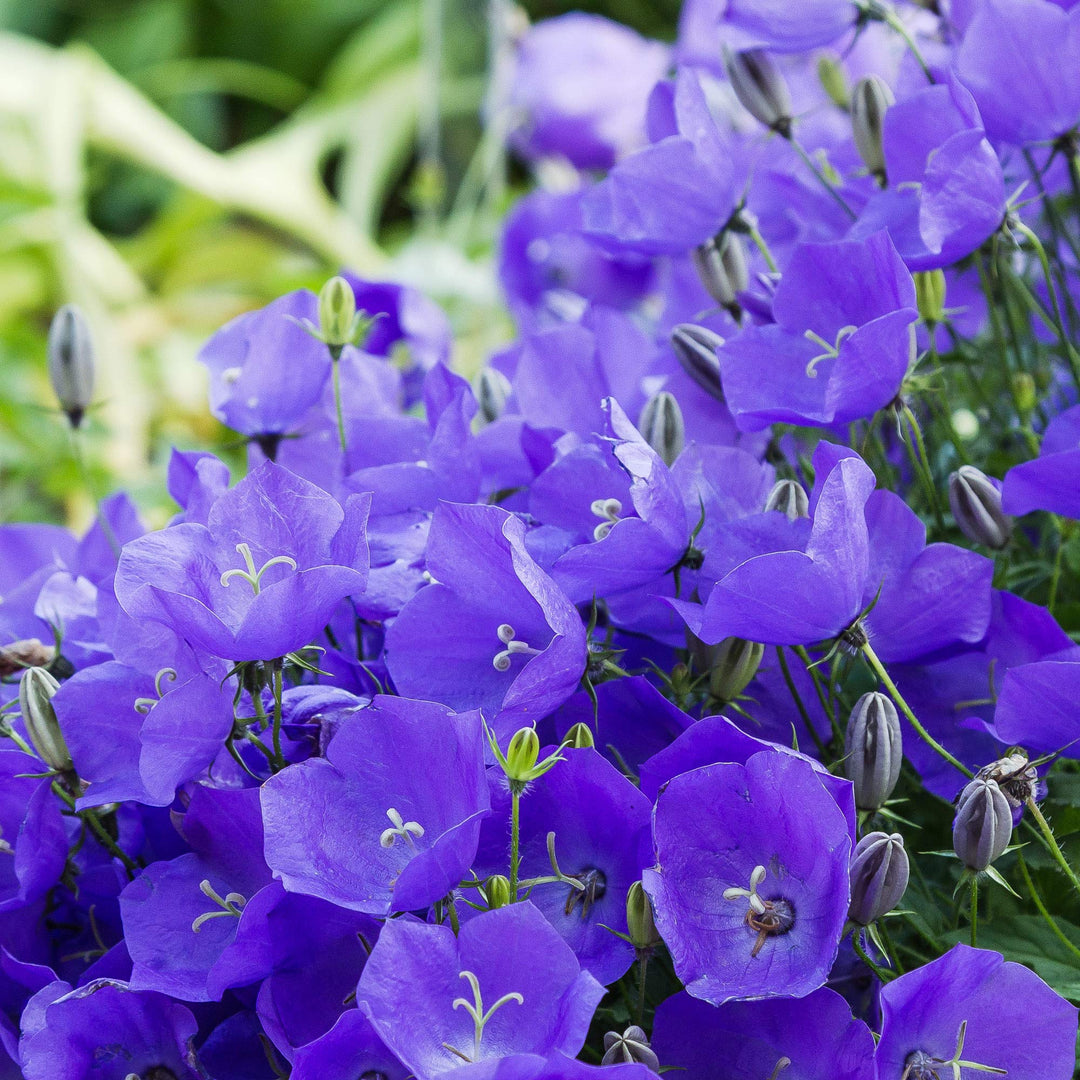 brantwood bellflower flower seeds