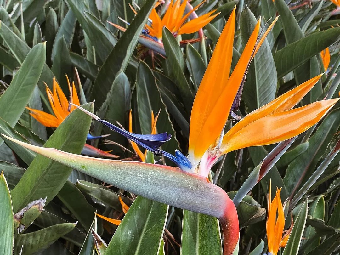 Semillas de Flor Strelitzia Reginae Naranja – Herencia, No OGM, Semillas Orgánicas de Jardín de Alta Germinación