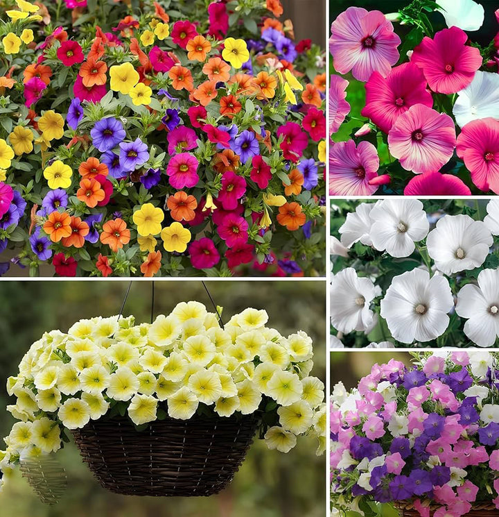 Mixed Climbing Petunia Flower Seeds – Heirloom, Non-GMO, High Germination Seeds