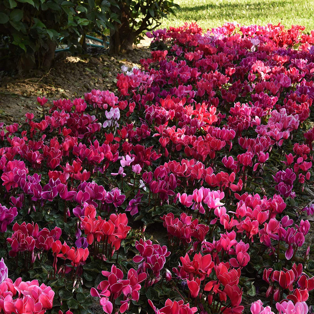 Cyclamen Flower Seeds Perennial – Heirloom Non-GMO High Germination Seeds