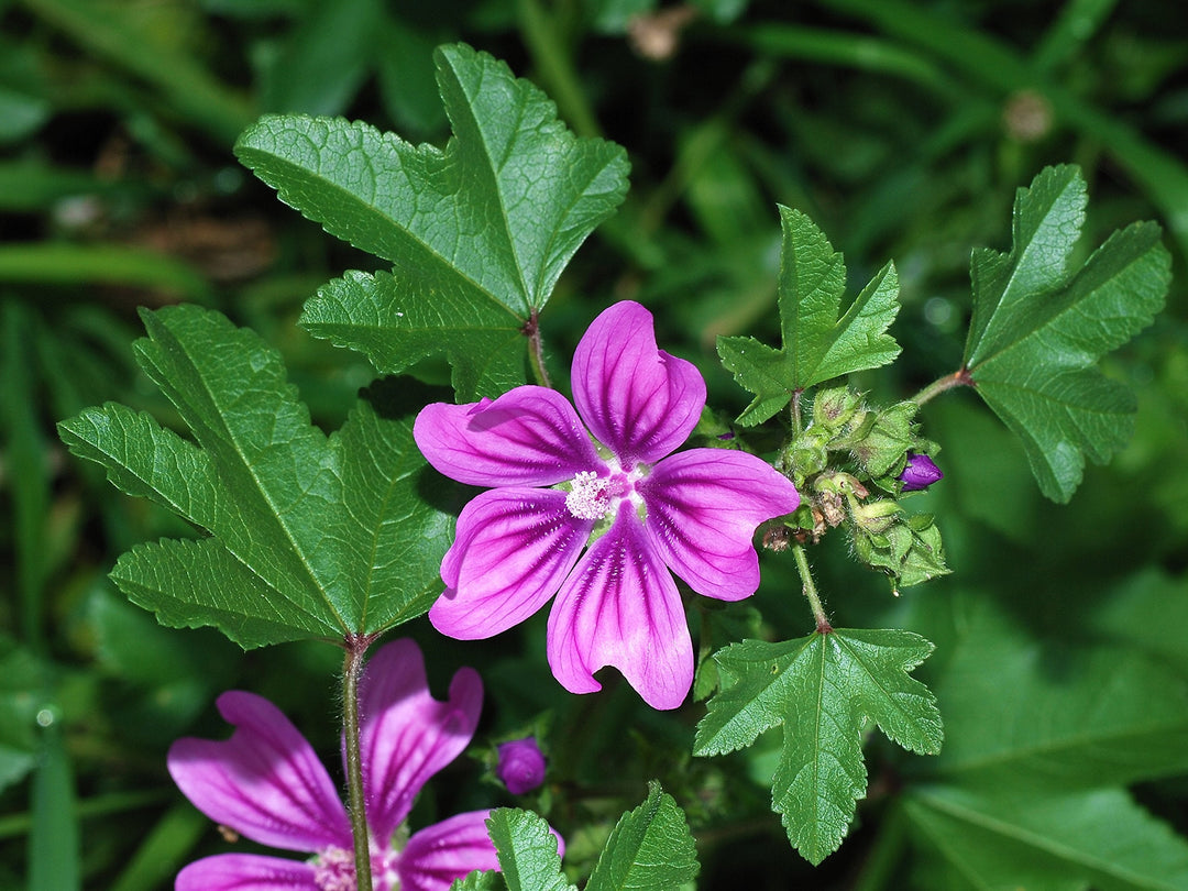 malva malva flower seeds