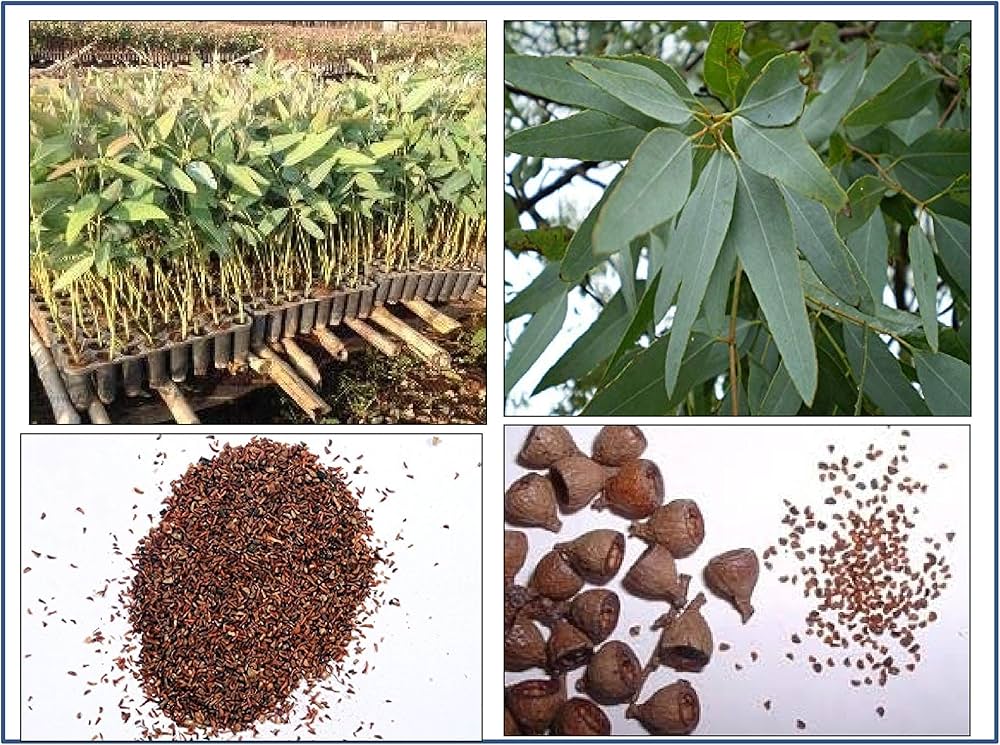 Eucalyptus Nitens herb seeds