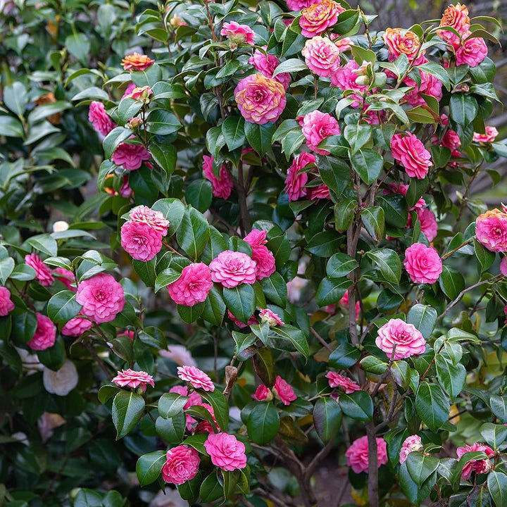 Semillas de flores de camelia rosa oscuro – Cimarrón, sin OMG, alta germinación, semillas orgánicas