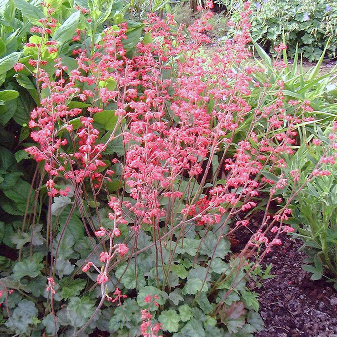 firefly coral flower seeds