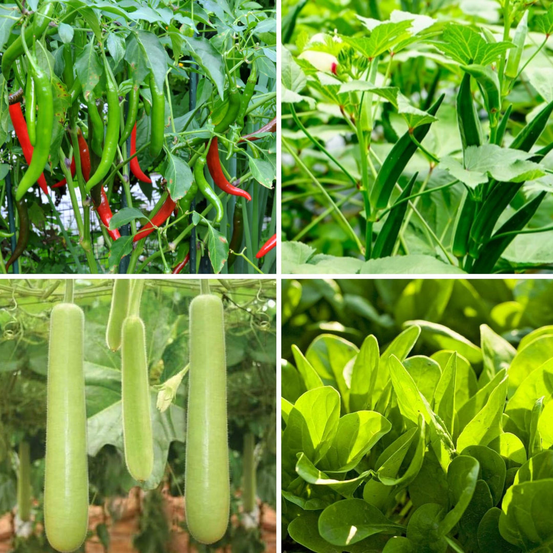 vegetable and flower seeds