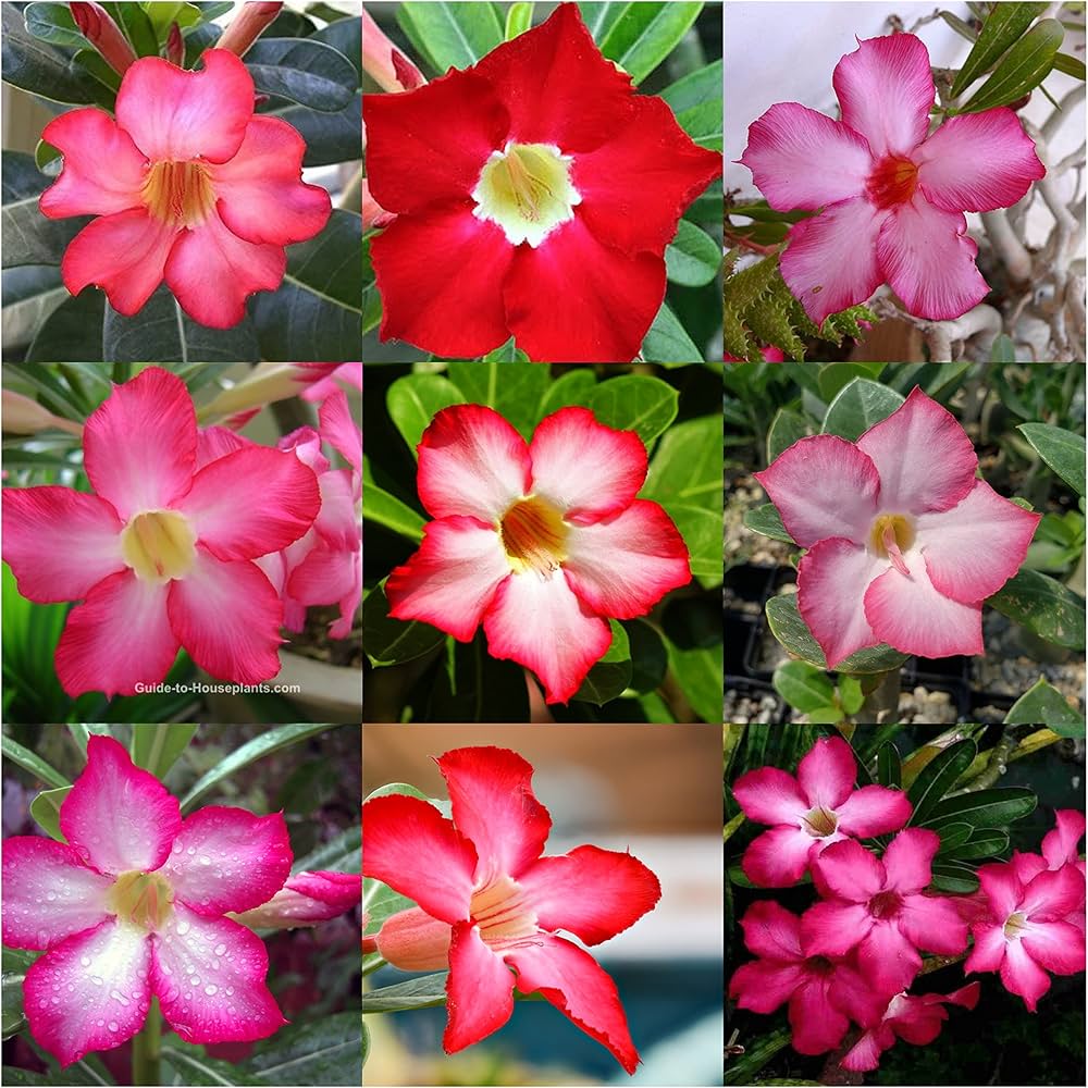 white red flower seeds
