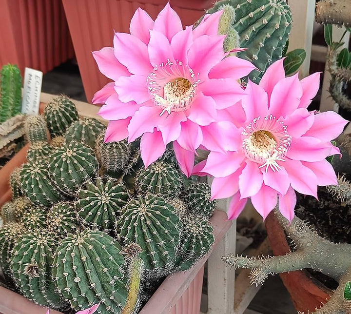 Light Pink Echinopsis Flower Seeds – Heirloom, Non-GMO, High Germination Seeds