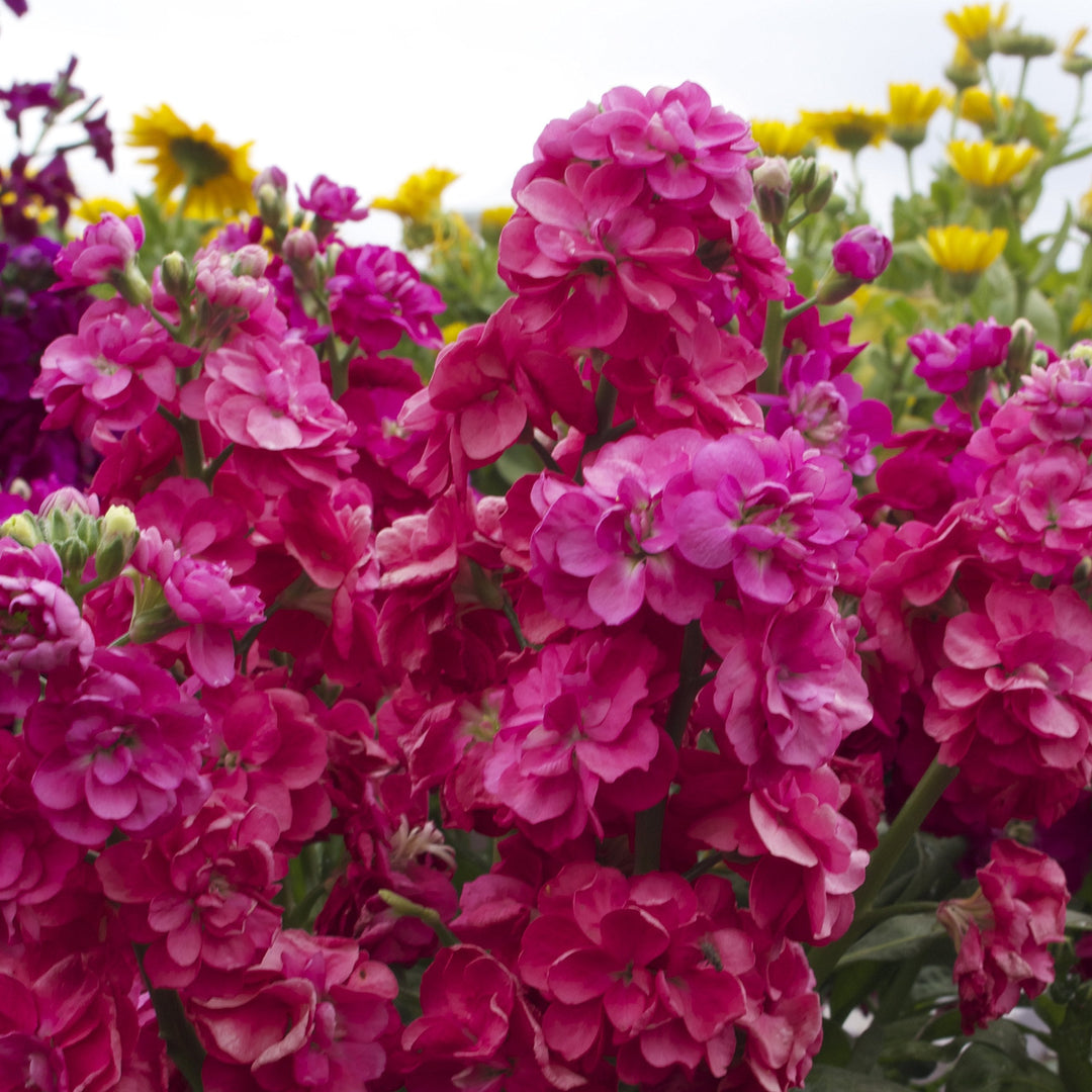 mixed matthiola flower seeds