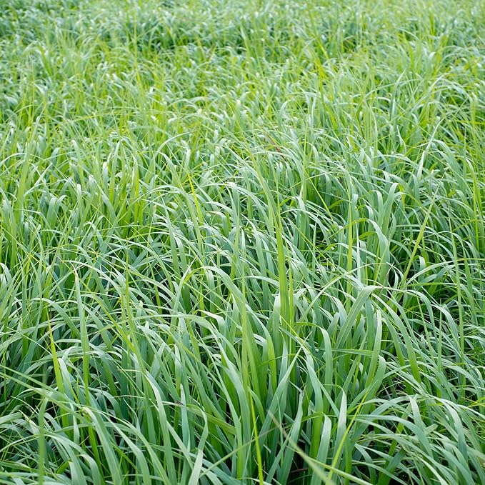 switchgrass panicum flower seeds