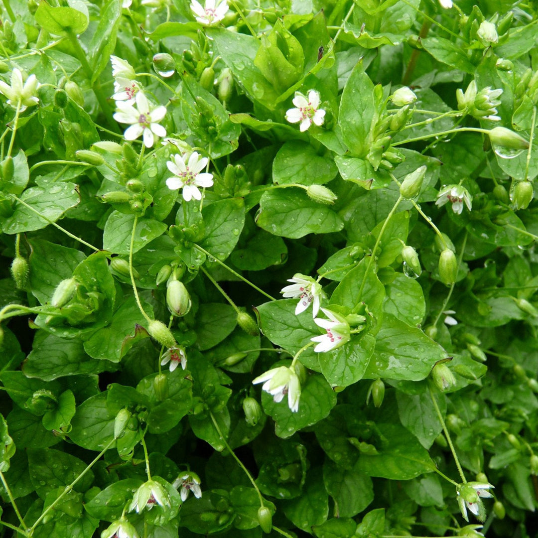 Chickweed Stellaria herb seeds