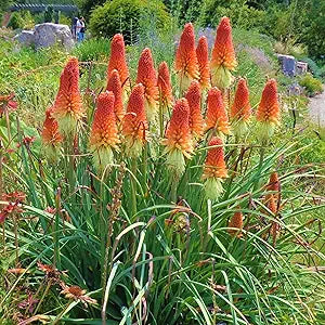 red torch flower seeds