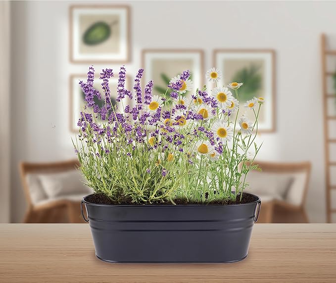 chamomile flower flower seeds